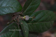Epiprinus mallotiformis